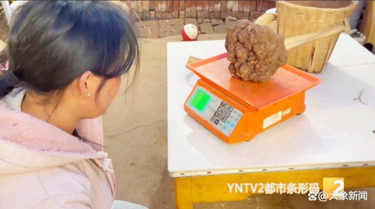 Với trọng lượng 1,7 kg, đây là một trong những khối nấm truffle đen lớn nhất từng được tìm thấy trong tự nhiên. Từ xưa, nấm truffle (hay còn gọi là nấm cục) đã được giới quý tộc ưa chuộng và săn lùng bởi có chất lượng dinh dưỡng và hương vị đặc biệt. Ảnh: YNTV2.