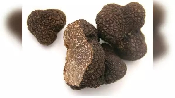 Nấm truffle gồm 2 loại: nấm cục đen và nấm cục trắng. Nấm cục đen có nhiều ở vùng Perigord, tây nam nước Pháp. Trong khi đó, nấm cục trắng sinh trưởng chủ yếu ở vùng Alba, Italy. Ảnh: timesofindia.