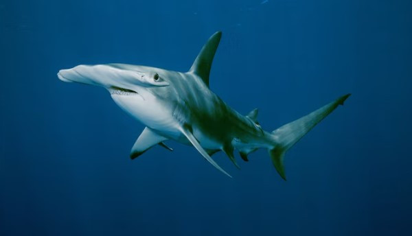 Cá mập đầu búa (Hammerhead Shark) thuộc bộ Cá mập mắt trắng. Loài này có cấu trúc sụn đặc biệt ở đầu dẹt và mở rộng sang hai bên tạo thành hình dáng khá giống một chiếc búa. Ảnh: Brian J. Skerry/kids.nationalgeographic.com.