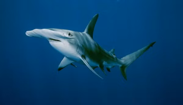 Cá mập đầu búa (Hammerhead Shark) thuộc bộ Cá mập mắt trắng. Loài này có cấu trúc sụn đặc biệt ở đầu dẹt và mở rộng sang hai bên tạo thành hình dáng khá giống một chiếc búa. Ảnh: Brian J. Skerry/kids.nationalgeographic.com.