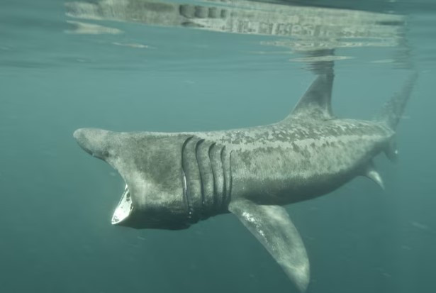 Cá nhám phơi nắng (Basking shark) dùng chiếc miệng lớn để lùa những sinh vật phù du. Nhờ đó, loài cá mập này có thể ăn nhiều sinh vật cùng lúc để thỏa mãn cơn đói. Khi nước đi qua phần mang, sinh vật phù du được giữ lại. Ước tính một con cá mập phơi có thể lọc khoảng 1.500 m3 nước mỗi giờ. Ảnh: ROBERT HARDING PICTURE LIBRARY, Nat Geo Image Collection.