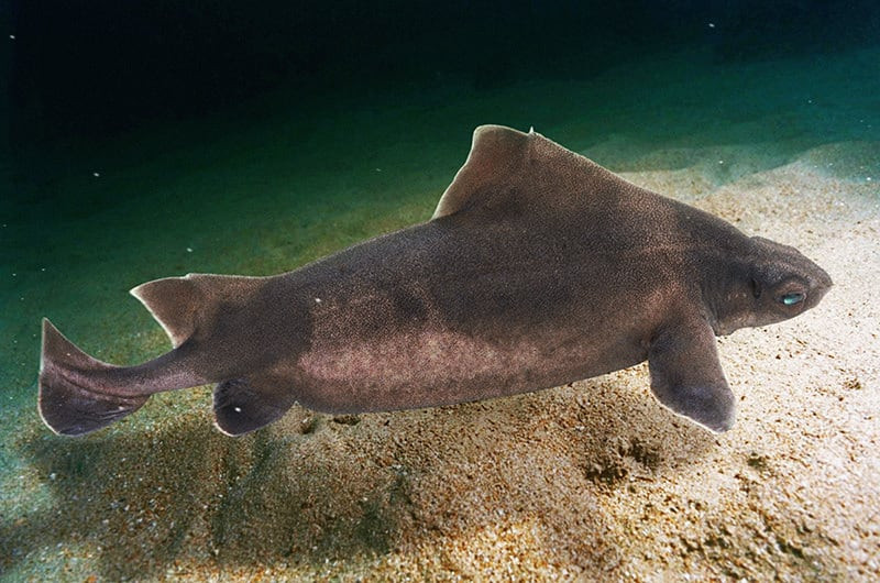 Cá mập Angular (Angular Roughshark) nổi bật với chiếc vây lớn bất thường. Chúng có hàm răng cưa thô viền quanh khoang miệng. Ảnh: alamy.com.