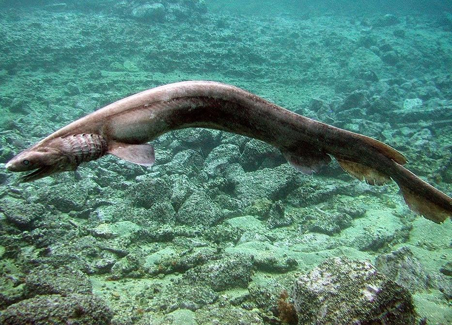 Cá nhám mang xếp (Frilled shark) hiếm khi được con người bắt gặp khi sống ở độ sâu hơn 1.500m. Loài cá mập này có chiều dài cơ thể khoảng 1,5 - 2m, toàn thân có màu nâu sẫm và khá giống loài lươn. Ảnh: discoveryuk.