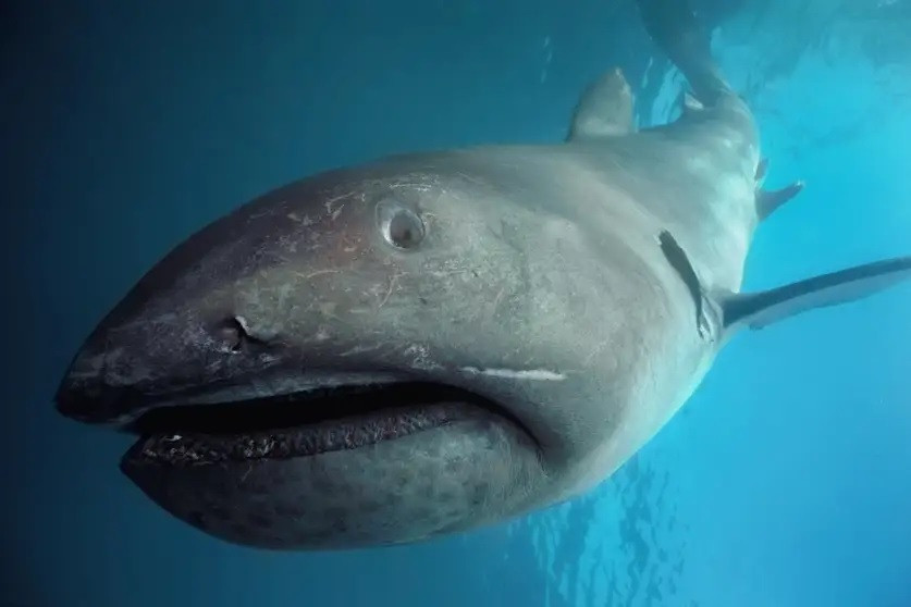  Cá mập miệng rộng (Megamouth shark) gây chú ý với vẻ ngoài ấn tượng. Chúng có miệng rộng khoảng 550 cm. Trong đó, cá thể đực có miệng rộng khoảng 400 cm trong khi con cái là hơn 500 cm. Ảnh: BIOSPHOTO/Alamy.