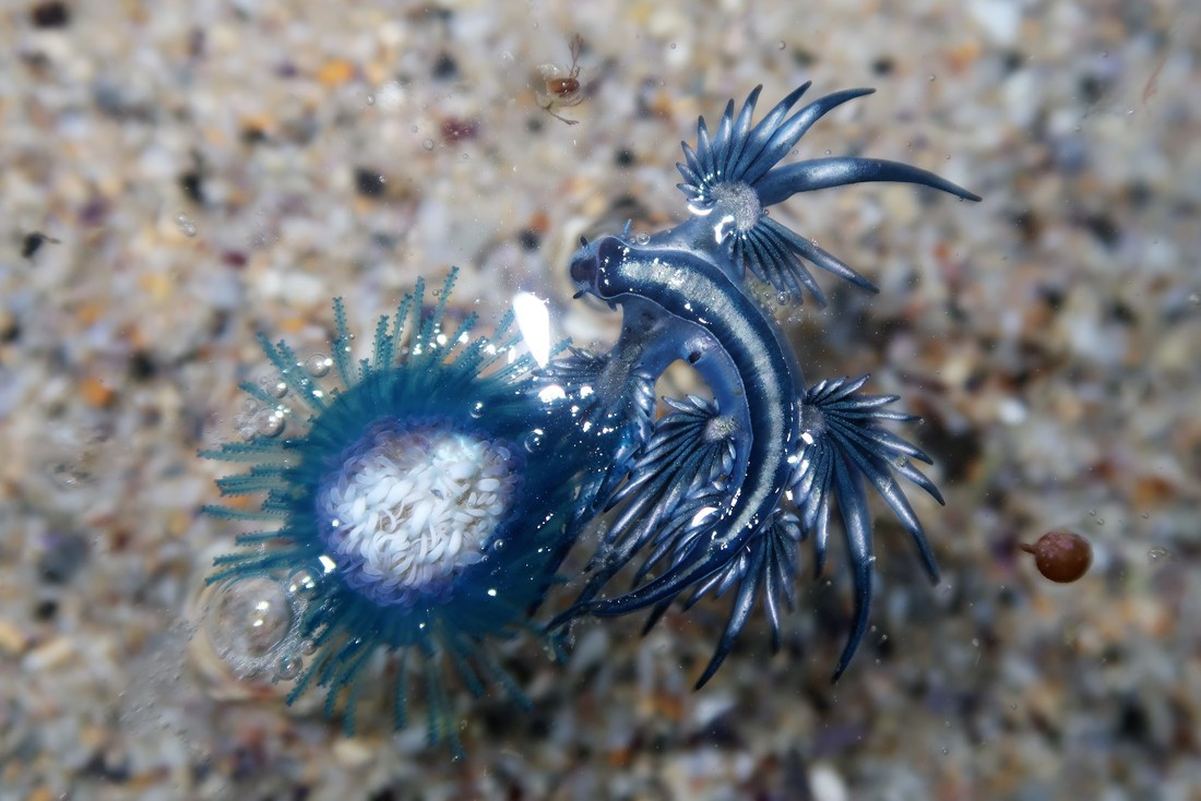 Nếu người nào bị sên biển đốt có thể có các triệu chứng phổ biến bao gồm: buồn nôn, đau đớn và nôn, sưng cục bộ và phát ban. Nếu không kịp thời được điều trị y tế thì nạn nhân có thể tử vong. Ảnh: sydneydives.