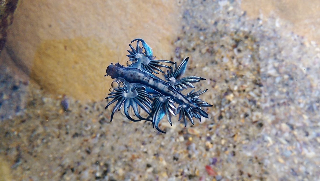 Bởi lẽ, sên rồng có khả năng tấn công khá mạnh bằng nọc của chúng. Loài này ăn những sinh vật như loài thủy tức có nọc độc và lưu trữ các tế bào đốt chích của con mồi, trong túi ở đầu các xúc tu. Ảnh: sydneydives.