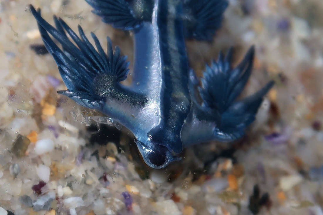 Mặc dù sên biển có vẻ ngoài đẹp mắt, tưởng chừng như vô hại nhưng thực chất chúng có thể gây nguy hiểm cho con người. Ảnh: sydneydives.