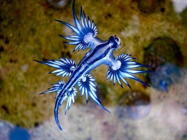 Sên biển có tên khoa học là Glaucus atlanticus. Loài này còn được gọi với tên rồng xanh hay sên rồng. Chúng có phần dưới màu xanh dương tươi sáng và màu bạc nhẹ nhàng hơn trên lưng. Ảnh: Sylke Rohrlach.