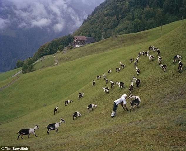 Sau đó, anh Thwaites sinh sống như một con dê và hòa nhập vào đàn dê mà không bị những con vật đó xua đuổi vì không phải là đồng loại.