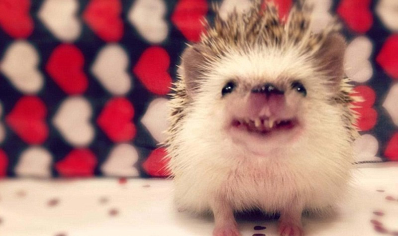 Loài nhím ma cà rồng của Việt Nam gây chú ý bởi ngoại hình vô cùng đặc biệt, với hai chiếc răng nanh nhô ra, lộ rõ. Cũng vì thế mà nhiều người vẫn gọi chúng là “hậu duệ ma cà rồng”.