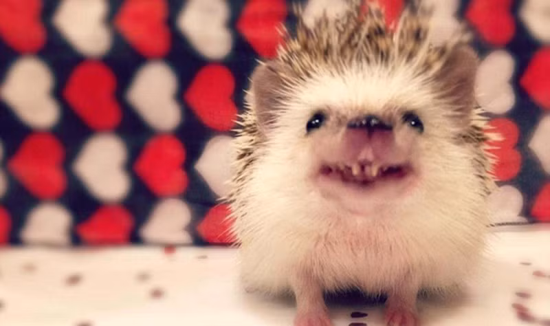 Loài nhím ma cà rồng của Việt Nam gây chú ý bởi ngoại hình vô cùng đặc biệt, với hai chiếc răng nanh nhô ra, lộ rõ. Cũng vì thế mà nhiều người vẫn gọi chúng là “hậu duệ ma cà rồng”.