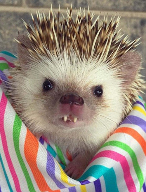 Với sự phát hiện này, tổng số loài nhím lông mềm được biết đến trên thế giới đã lên đến con số 7.