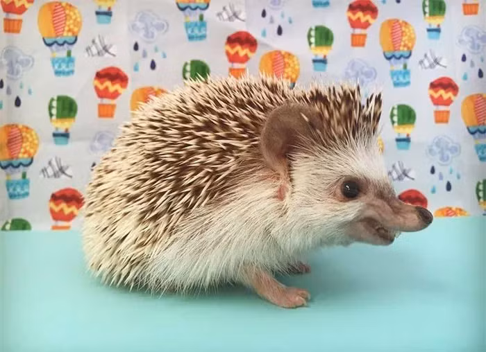 Nó là loài đặc hữu của miền Nam Việt Nam. Hai là loài nhỏ hơn một chút, cũng có lông nâu sẫm, đuôi đen và mõm hẹp. Nó chỉ có ở núi Leuser, bắc Sumatra, Indonesia. Loài này được đặt tên là H. vorax.