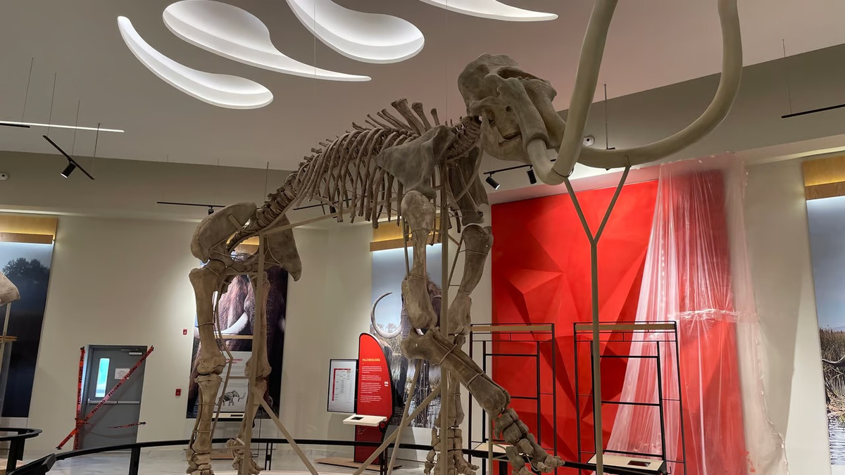 Pedro Francisco Sánchez Nava, điều phối viên khảo cổ học quốc gia của Viện Nhân chủng học và Lịch sử Quốc gia Mexico (EAHNM) cho biết: "Không loại trừ khả năng con người đã lợi dụng tình hình khi những con voi ma mút bị mắc kẹt trong bùn". Ảnh: Cody Copeland/Courthouse News.