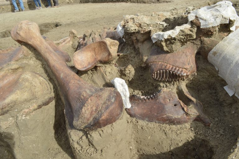 60 bộ xương voi ma mút đã được các nhà khảo cổ phát hiện xung quanh địa điểm này trong 6 tháng kể từ khi phát hiện xác con ma mút đầu tiên vào tháng 10/2019. Ảnh: Melitón Tapia, National Institute of Anthropology and History, Mexico.