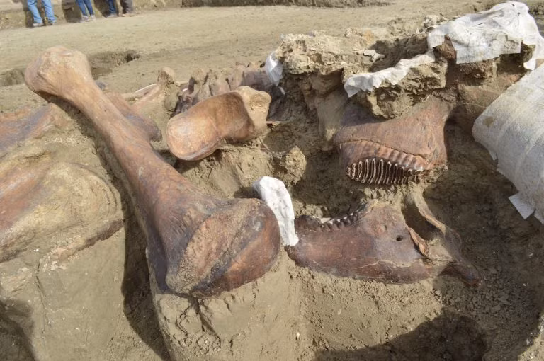 60 bộ xương voi ma mút đã được các nhà khảo cổ phát hiện xung quanh địa điểm này trong 6 tháng kể từ khi phát hiện xác con ma mút đầu tiên vào tháng 10/2019. Ảnh: Melitón Tapia, National Institute of Anthropology and History, Mexico.