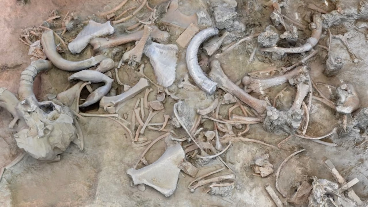 Giới nghiên cứu tin rằng, vào thời kỳ đầu, con người đã ăn thịt voi ma mút sau khi chúng chết. Đây có thể là một phần trong chế độ ăn hàng ngày của họ. Ảnh: SEDENA.