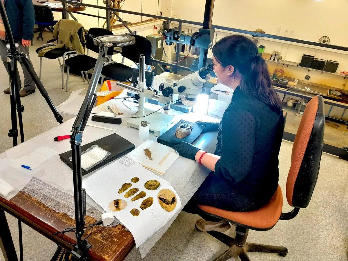 Theo chuyên gia Bliss, các kho báu tiền xu Anglo-Saxon tương đối hiếm và kho báu 321 đồng xu bạc là khám phá nổi bật vì các nhà khảo cổ đã tìm thấy trong bối cảnh ban đầu với một túi vải được bảo quản vẫn còn đựng các đồng xu. Nhiều kho báu tiền xu thiếu bối cảnh như vậy, hoặc do chúng bị xáo trộn bởi hoạt động nông nghiệp hoặc do một số người sử dụng máy dò kim loại không nhận ra ngay tầm quan trọng của lớp vỏ bị vỡ và bỏ lại nó. Ảnh: Oxford Cotswold Archaeology.