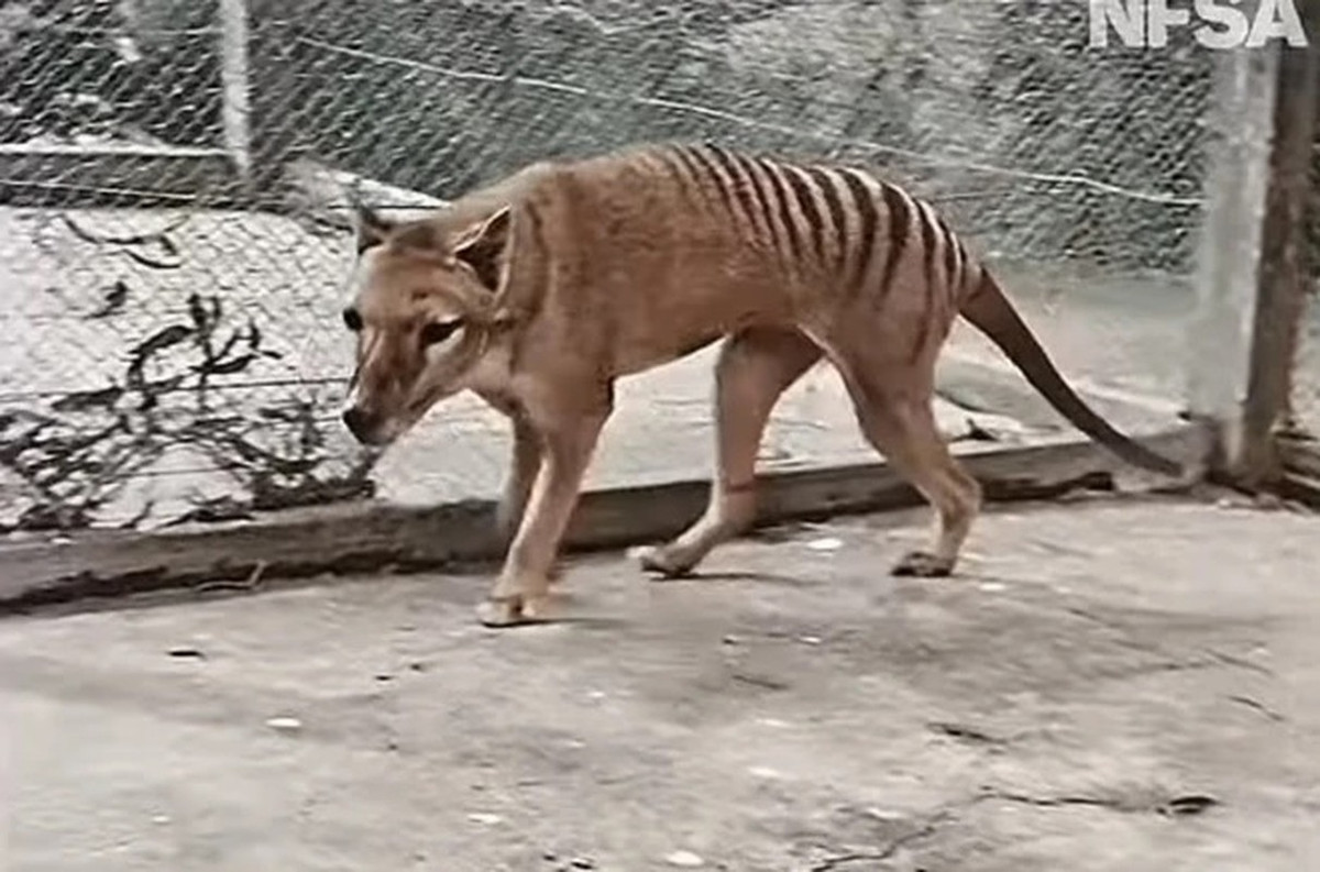 Động vật có vú rất thích hợp để thử nghiệm công nghệ mới trên do có thời gian mang thai rất ngắn (dưới 2 tuần) cũng như nhau thai rất ngắn trong quá trình thai kỳ. Ảnh: NFSA.