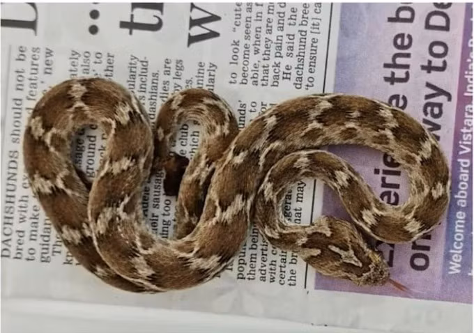 Loài rắn lục hoa cân (Echis carinatus) là một trong những loài rắn cực độc, gây ra nhiều ca tử vong liên quan đến rắn cắn ở Ấn Độ. Ảnh: SEWH.