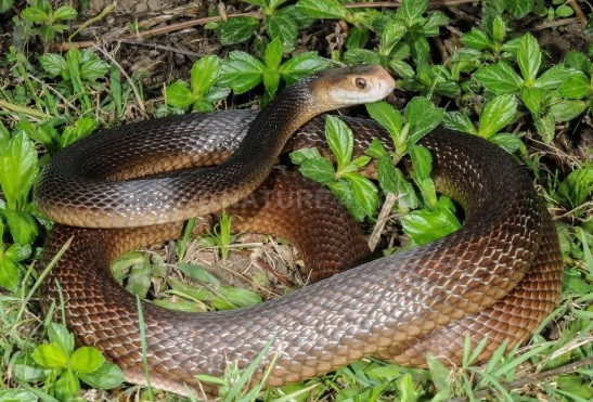 Rắn taipan ven biển có nọc độc nguy hiểm chết người và sống trong các khu rừng ẩm ướt ở các vùng ven biển ôn đới và nhiệt đới. Loài rắn này có tốc độ di chuyển đáng kinh ngạc. Ảnh: Scott Eipper.