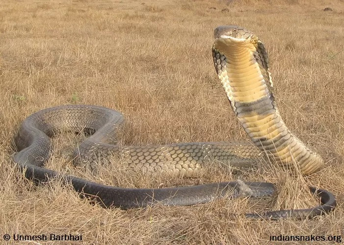 Theo Viện Smithsonian, rắn hổ mang chúa (Ophiophagus hannah) là loài rắn độc có chiều dài cơ thể lớn nhất thế giới với kích thước khi trưởng thành lên tới 5,4m. Loài rắn nguy hiểm này có thể phát hiện một người đang di chuyển ở cách xa gần 100m. Ảnh: indiabiodiversity.