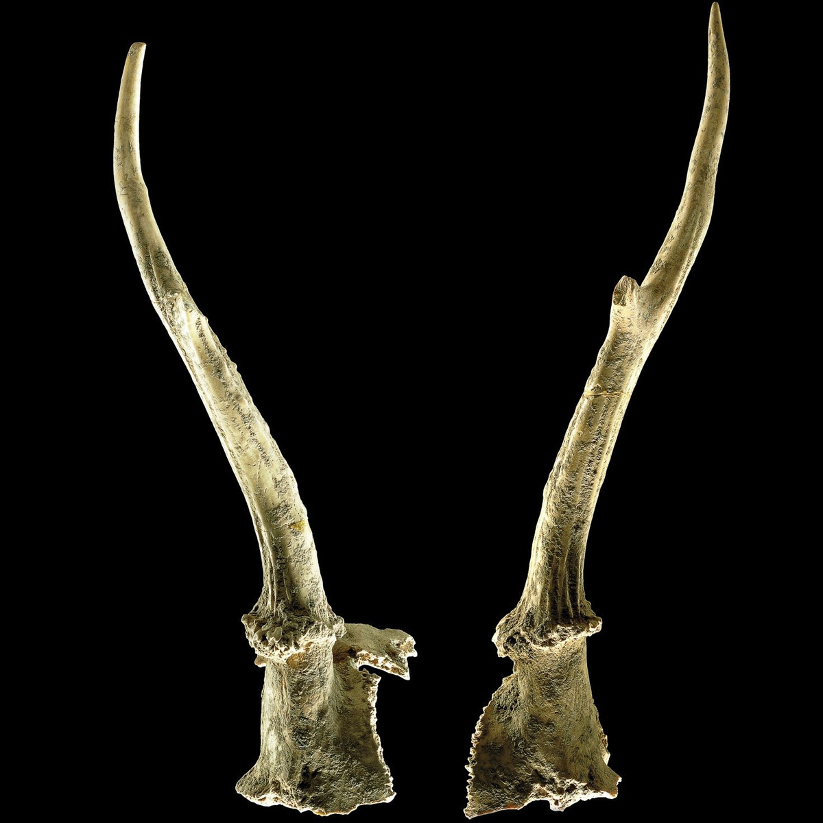 Vị pháp sư này có thể kết nối 2 thế giới của người sống và người chết cũng như có khả năng chữa lành bệnh tật. Bà là một trong những người săn bắn hái lượm cuối cùng của thời kỳ Đồ đá giữa sống ở châu Âu ngay trước khi con người bắt đầu canh tác. Ảnh: State Office for Heritage Management and Archaeology Saxony-Anhalt, Juraj Lipták.