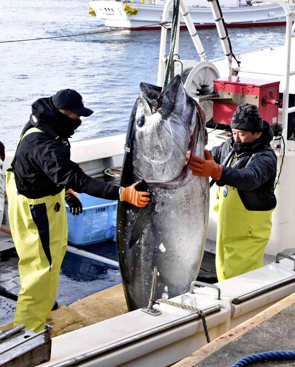 Xuất phát từ quan niệm này, giá cá ngừ được bán vào dịp đầu năm mới thường khá cao. Ảnh: japannews.yomiuri.co.jp.