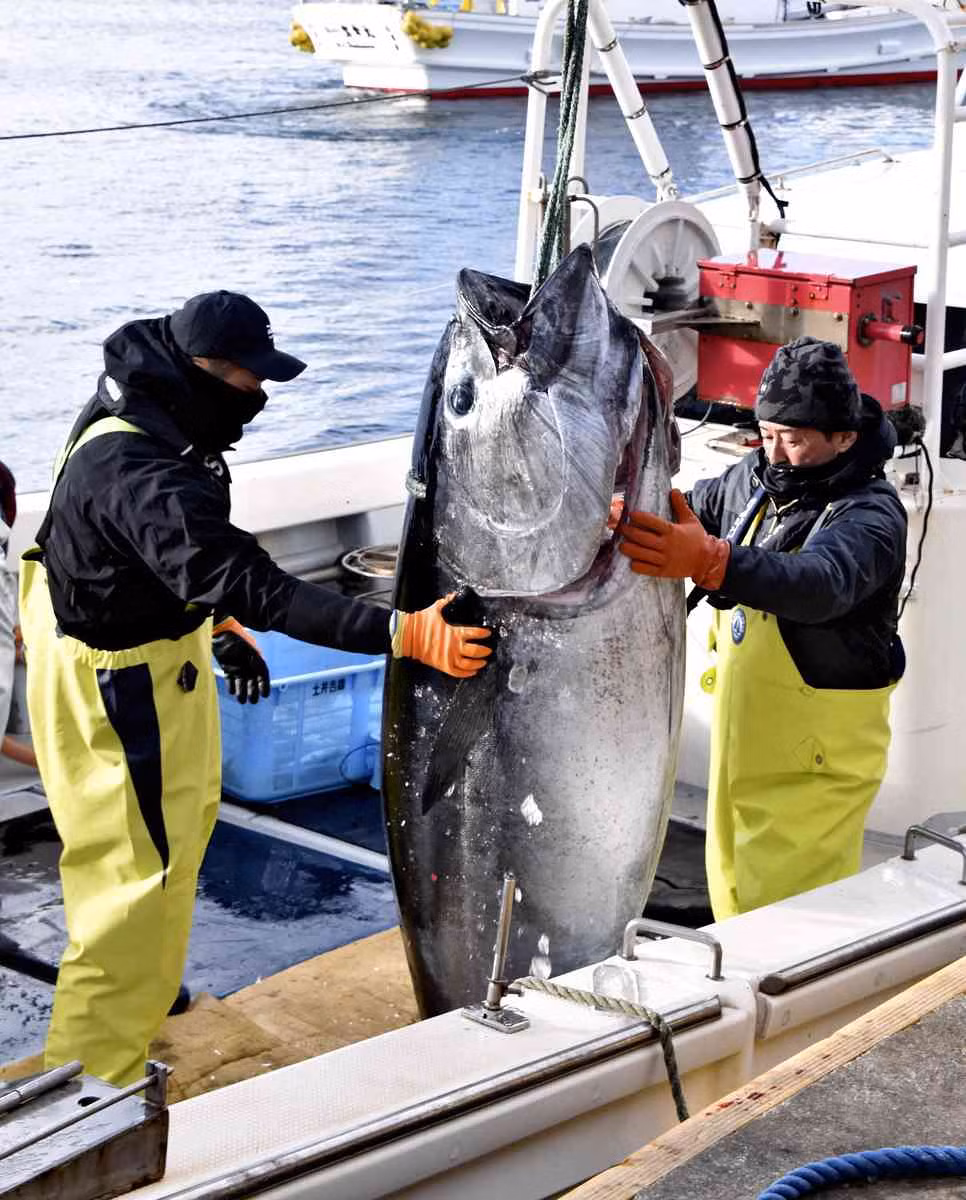 Xuất phát từ quan niệm này, giá cá ngừ được bán vào dịp đầu năm mới thường khá cao. Ảnh: japannews.yomiuri.co.jp.