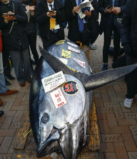 Kỷ lục giá cá ngừ mở đầu năm mới tại chợ Toyosu thuộc về con cá được bán vào năm 2019 với số tiền lên đến 333 triệu yen. Ảnh: Kyodo News.