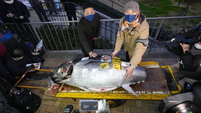 Do đó, khi con cá ngừ vây xanh nặng 276 kg đã được bán với mức giá khủng 207 triệu yen, không ít người dân Nhật Bản có thêm nhiều hy vọng vào một năm mới làm ăn phát đạt. Ảnh: kyodonews.