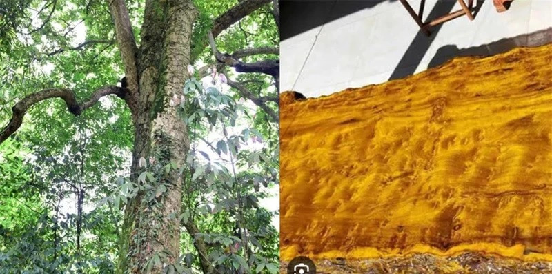 Loại gỗ Trinh Nam tơ vàng có màu vàng óng khi đánh bóng, được cho là mang đến may mắn. Do loại gỗ quý hiếm này có giá đắt đỏ nên chỉ hoàng đế thời phong kiến sử dụng. Trinh Nam tơ vàng thường được làm ngai vàng, tủ quần áo, bàn ghế, giường... cho bậc đế vương.