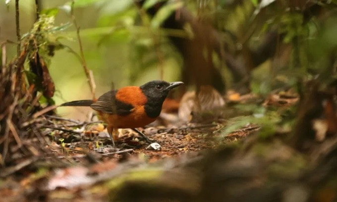 Trên thực tế, các nhà khoa học phát hiện chim Pitohui sở hữu chất độc batrachotoxin. Chất độc này tập trung với liều lượng cao nhất ở da và lông của loài chim Pitohui. Ảnh: Discover Wildlife.