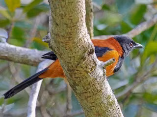 Loài pitohui thích ăn những con bọ cánh cứng Choresine, vốn là một loài mang độc. Ảnh: Greg Griffith.