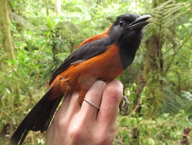 Loài chim Pitohui có cơ thể nhỏ bé và bộ lông đầy màu sắc với màu cam cháy ở thân với phần đầu, cánh và đuôi màu đen. Mặc dù có vẻ ngoài khá dễ thương và bắt mắt nhưng màu sắc lông của Pitohui đóng vai trò như tín hiệu cảnh báo hữu hình đối với các động vật ăn thịt. Ảnh: Oddity Central.