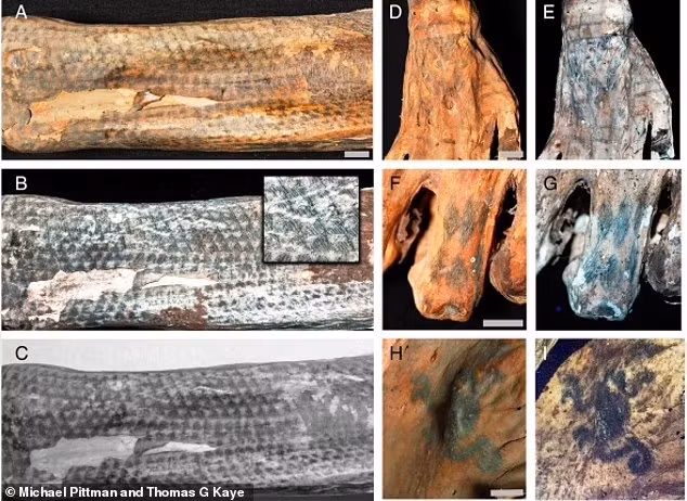 Nhóm nghiên cứu đã sử dụng tia laser "soi" các xác ướp và phát hiện nhiều hình xăm cổ xưa khó nhìn rõ bằng mắt thường. Ảnh: Michael Pittman and Thomas G. Kaye.