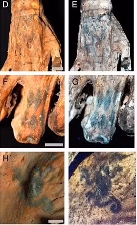 Những hình xăm này được người Chancay xăm bằng mực đen. Kết quả kiểm tra cho thấy những họa tiết phức tạp của hình xăm được tạo ra bằng một vật có đầu nhọn, có thể là một chiếc kim xương rồng hoặc xương động vật sắc nhọn. Ảnh: Michael Pittman and Thomas G. Kaye.