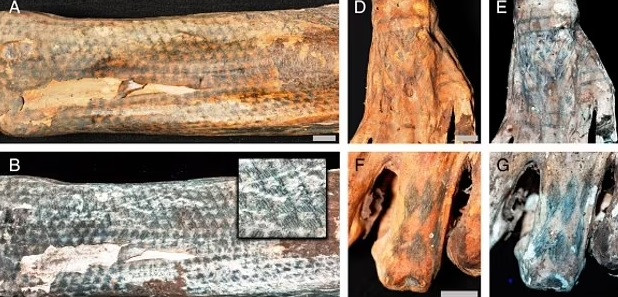 Các chuyên gia cũng phát hiện các chi tiết nghệ thuật và độ chính xác của hình xăm vượt xa các thiết kế tương tự trên đồ gốm, hàng dệt và nghệ thuật đá khác cùng thời. Điều này cho thấy một số hình xăm là tác phẩm tiêu biểu của người Chancay. Ảnh: Michael Pittman and Thomas G. Kaye.