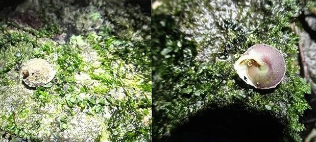 Nhóm chuyên gia đặt tên cho loài ốc mới này là “ốc nón Sơn Đoòng". Loài mới có hình dạng vỏ tương tự như loài Calybium massiei Morlet, 1892 nhưng khác ở chỗ có kích thước vỏ nhỏ hơn, thành đỉnh có sáu phiến đỉnh cách đều nhau. Đây là loài được ghi nhận đầu tiên về giống động vật thân mềm chân bụng trên cạn của Việt Nam. Ảnh: Nguyễn Thanh Sơn.