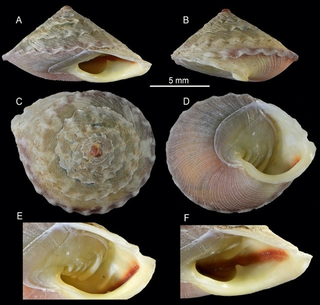 Trước khi phát hiện loài bọ biển khổng lồ mới, một số sinh vật khủng - độc - dị từng được ghi nhận tại nước ta. Cụ thể, cũng trong tháng 1/2025, nhóm nghiên cứu thuộc Bảo tàng Thiên nhiên Việt Nam, Viện Hàn lâm Khoa học và Công nghệ Việt Nam, đã phát hiện một loài ốc mới có tên khoa học là Calybium plicatus sp. nov., thuộc giống Calybium, họ Helicinidae, Bộ Cycloneritida, lớp Gastropoda, giới Animalia tại Hố sụt 1, Hang Sơn Đoòng, Vườn Quốc gia Phong Nha-Kẻ Bàng, tỉnh Quảng Bình. Ảnh: Nguyễn Thanh Sơn.