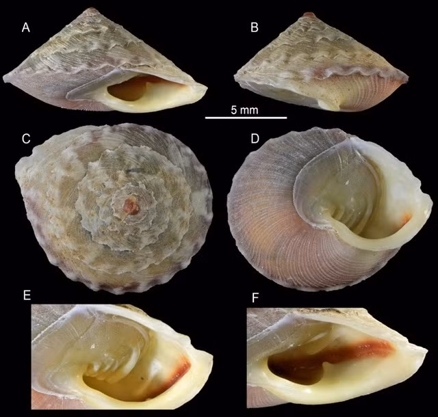 Trước khi phát hiện loài bọ biển khổng lồ mới, một số sinh vật khủng - độc - dị từng được ghi nhận tại nước ta. Cụ thể, cũng trong tháng 1/2025, nhóm nghiên cứu thuộc Bảo tàng Thiên nhiên Việt Nam, Viện Hàn lâm Khoa học và Công nghệ Việt Nam, đã phát hiện một loài ốc mới có tên khoa học là Calybium plicatus sp. nov., thuộc giống Calybium, họ Helicinidae, Bộ Cycloneritida, lớp Gastropoda, giới Animalia tại Hố sụt 1, Hang Sơn Đoòng, Vườn Quốc gia Phong Nha-Kẻ Bàng, tỉnh Quảng Bình. Ảnh: Nguyễn Thanh Sơn.