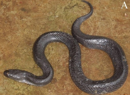 Trong bài báo “A new species of mud snake (Squamata: Homalopsidae: Myrrophis) from southern Vietnam” công bố trên tạp chí Vertebrate Zoology ngày 11/3/2024, các nhà khoa học thông báo đã phát hiện loài rắn mới ở Đắk Nông. Loài này được đặt tên là Myrrophis dakkrongensis hay rắn bùn Dak Krong. Chúng có đuôi “ngắn” và vảy rất “nhẵn”. Chúng có vảy từ màu nâu sẫm đến đen ở lưng và hai bên nhưng mặt trước có “màu kem đến hơi vàng” với 3 sọc màu nâu sẫm. Ảnh: Nguyễn Ngọc Sang, Lê Văn Mạnh, Võ Thị Diệu Hiền.