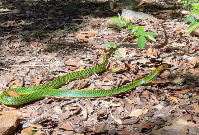 Tháng 8/2024, một loài rắn mới thuộc chi rắn ráo được công nhận là loài rắn đặc hữu, chỉ mới được ghi nhận tại Việt Nam. Đó là rắn ráo xanh Bạch Mã (tên khoa học Ptyas Bachmaensis). Ảnh: Hoàng Như Phương.