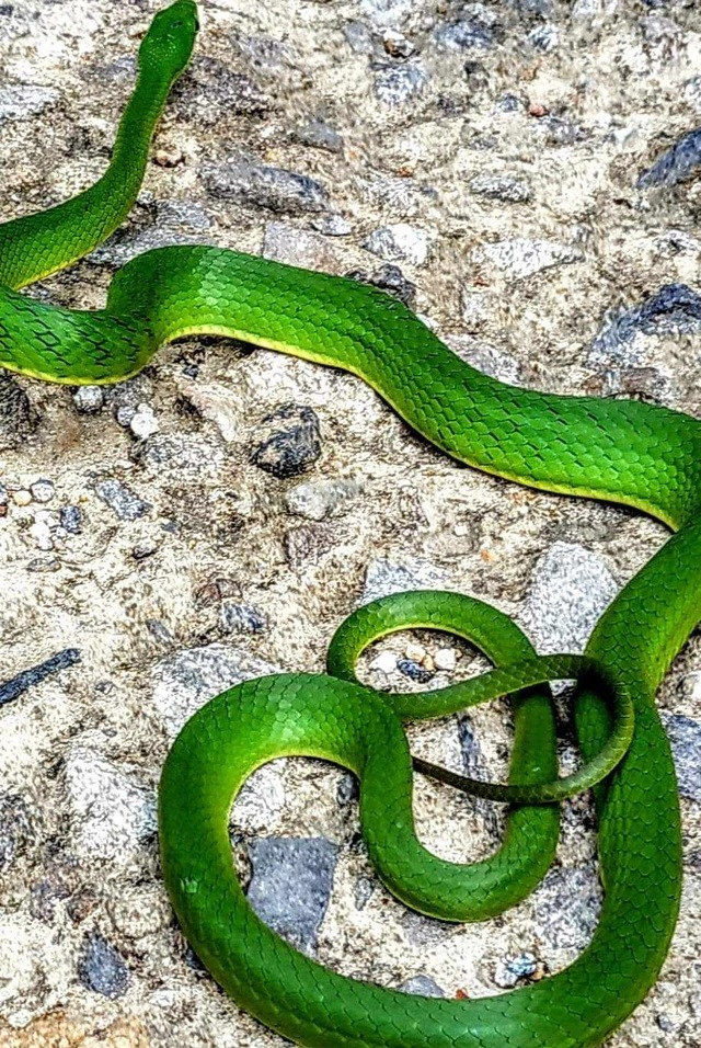 Ngoài đỉnh núi Bạch Mã thuộc vườn quốc gia Bạch Mã, tỉnh Thừa Thiên-Huế, các nhà khoa học ghi nhận loài rắn ráo xanh Bạch Mã xuất hiện tại huyện Kon Plông, tỉnh Kon Tum. Chúng có phần đầu màu nâu phân biệt rõ với phần cổ. Rắn có mắt to, con ngươi tròn. Ảnh: Hoàng Như Phương.