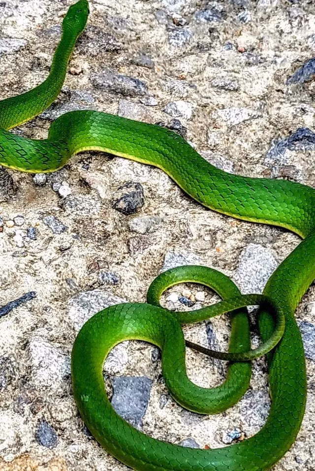 Ngoài đỉnh núi Bạch Mã thuộc vườn quốc gia Bạch Mã, tỉnh Thừa Thiên-Huế, các nhà khoa học ghi nhận loài rắn ráo xanh Bạch Mã xuất hiện tại huyện Kon Plông, tỉnh Kon Tum. Chúng có phần đầu màu nâu phân biệt rõ với phần cổ. Rắn có mắt to, con ngươi tròn. Ảnh: Hoàng Như Phương.