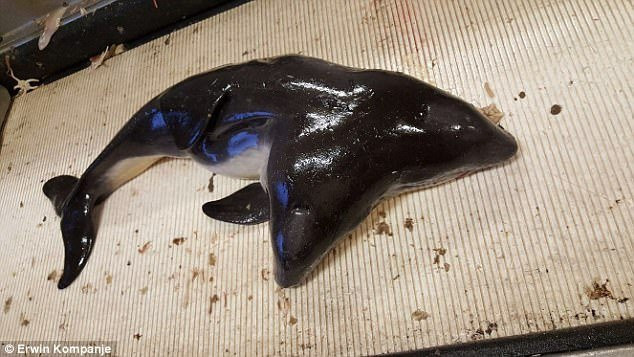 Cũng trong năm 2017, một ngư dân bắt được "quái vật biển" 2 đầu ngoài khơi biển Hà Lan. Nó bị mắc kẹt trong lưới và đã chết nên sau khi chụp vài bức ảnh, ngư dân ném nó xuống biển. Ảnh: Erwin Kompanje.