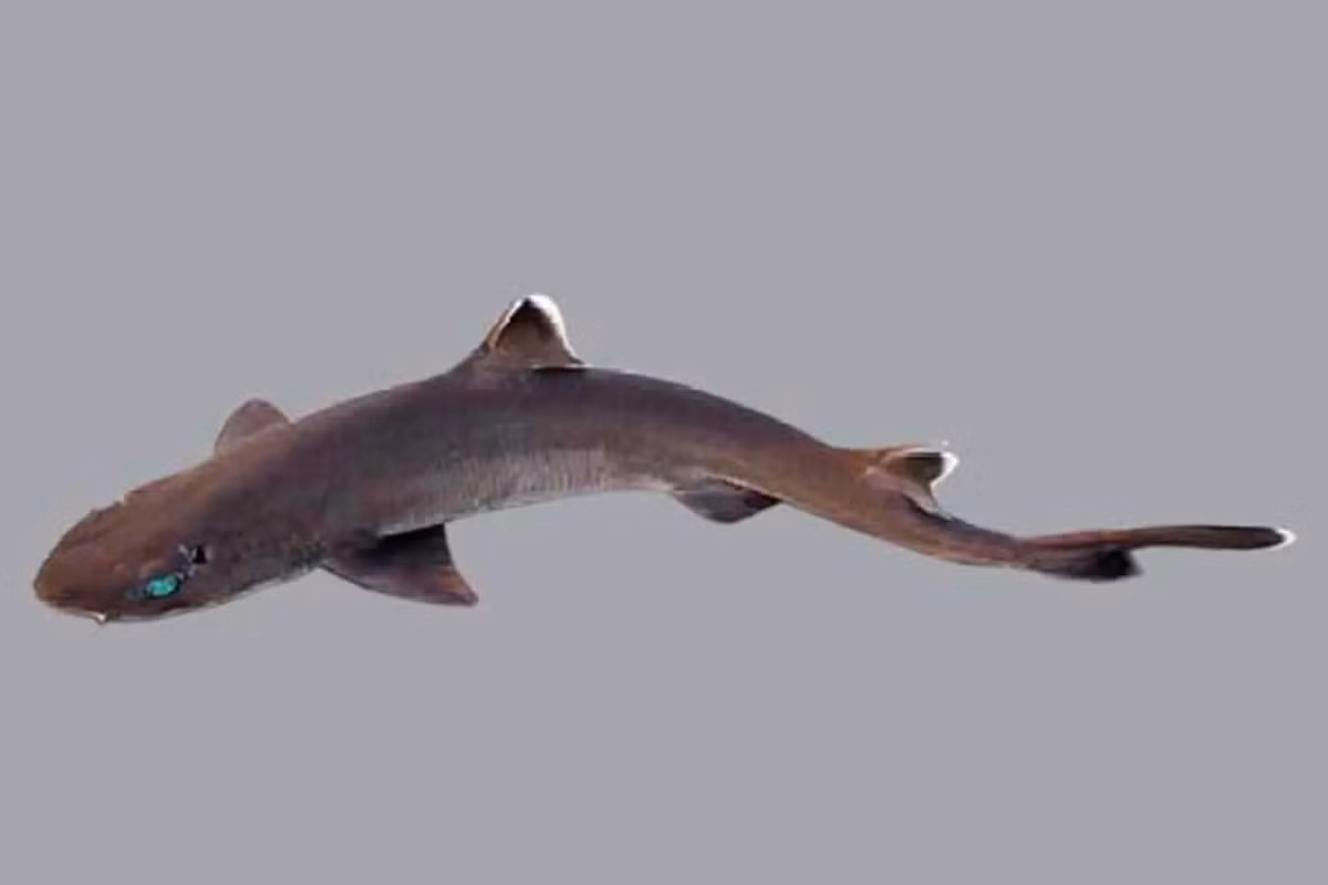 Trước đó, tháng 9/2022, ngư dân Trapman Bermagui ở Australia đăng bức ảnh chụp con "quái vật" biển sâu có hình thù kỳ dị. Ngư dân bắt được sinh vật đáng sợ này ở vùng nước sâu 650m dưới đại dương. Ông Dean Grubbs, Phó Giám đốc nghiên cứu tại Phòng thí nghiệm biển và ven biển của Đại học bang Florida, cho hay sinh vật đó có thể là một con cá mập da nhám. Ảnh: Smithsonian Tropical Research.