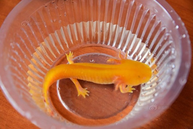 Tuy nhiên, một chủ cửa hàng chuyên bán các loại thú cảnh độc lạ cho biết sinh vật bí ẩn trên có thể là một con khủng long 6 sừng hay còn gọi là kỳ giông Axolotl hoặc kỳ nhông Mexico. Ảnh: Sina.