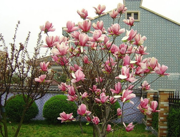 Do đó, nhiều gia đình trồng cây hoa mộc lan nhằm thu hút tài lộc, may mắn cho gia chủ, giúp việc làm ăn buôn bán cũng như công việc hanh thông, sự nghiệp thăng tiến. Ảnh: congtycayxanhvietnam.