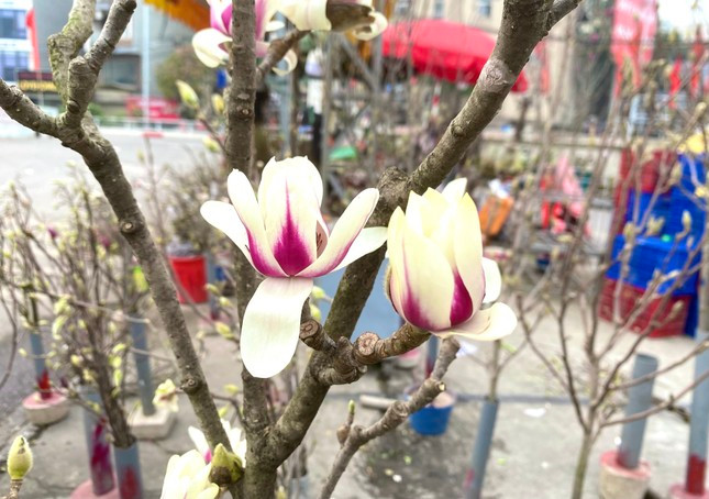 Trong đó, hoa mộc lan màu trắng tượng trưng cho sự trong trắng, thuần khiết, may mắn. Tiếp đến, hoa mộc lan màu vàng hàm ý năng lượng tích cực, mang đến may mắn, khởi đầu suôn sẻ cho gia chủ và gia đình. Ảnh: Tiền phong.